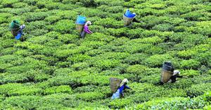 Récolte des feuilles de thé dans le petit État himalayen du Sikkim. Interdite de production de masse en raison d'un relief accidenté, la région s'est tournée vers des cultures diversifiées. Crédits photo : © Tim Chong / Reuters/REUTERS